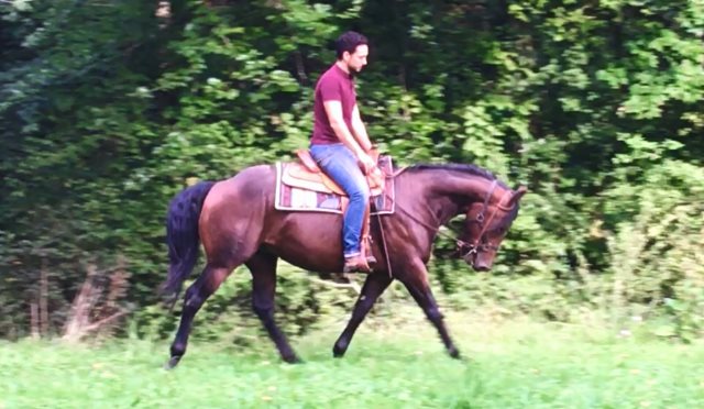 GASPER POCOBAR Quarter Horse fondation NFQHA / Franche-Comté / étalon / cowhorse / ranch / versatility-horse / baldrock-ranch