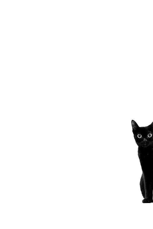 Chat noir