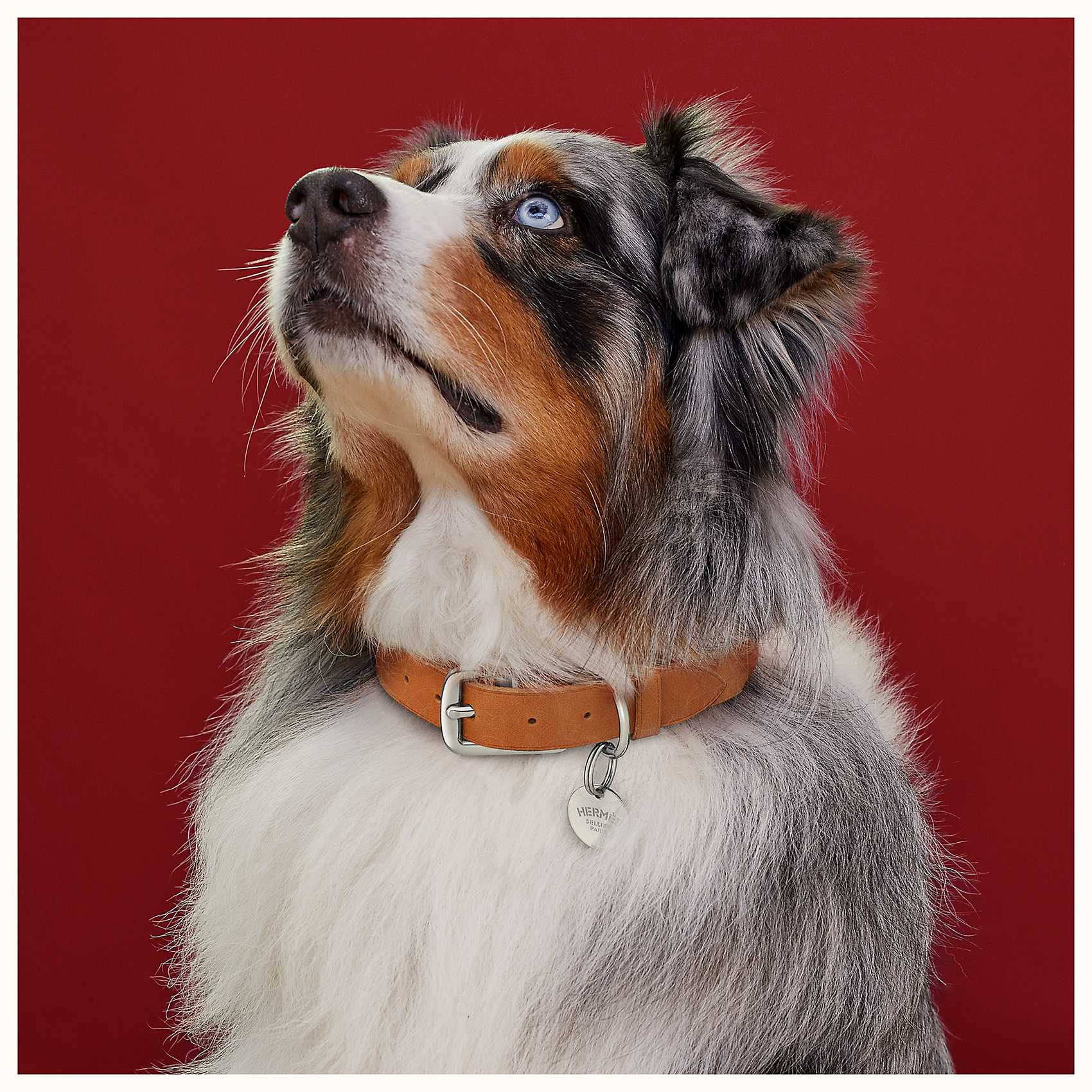 Collier de chien etriviere 068626cj21 worn 2 50 0 1700 1700 q50 b