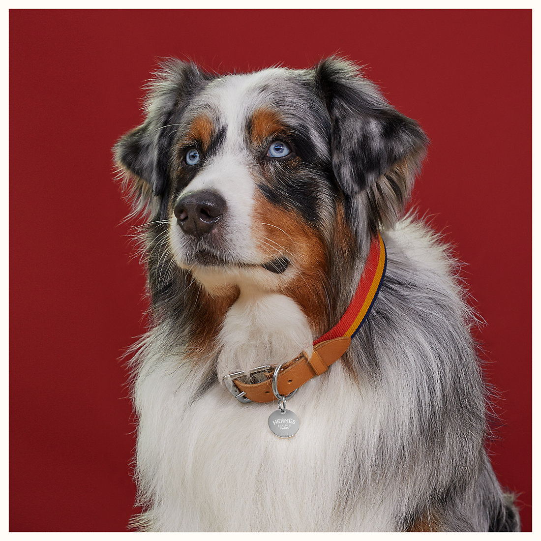 Collier de chien rocabar 068628cj21 worn 2 50 0 1100 1100 b