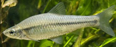 Goujon asiatique