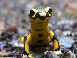 Salamandre mini