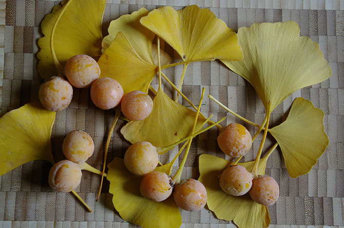 1 Ginkgo biloba feuilles et ovules D Lejeune