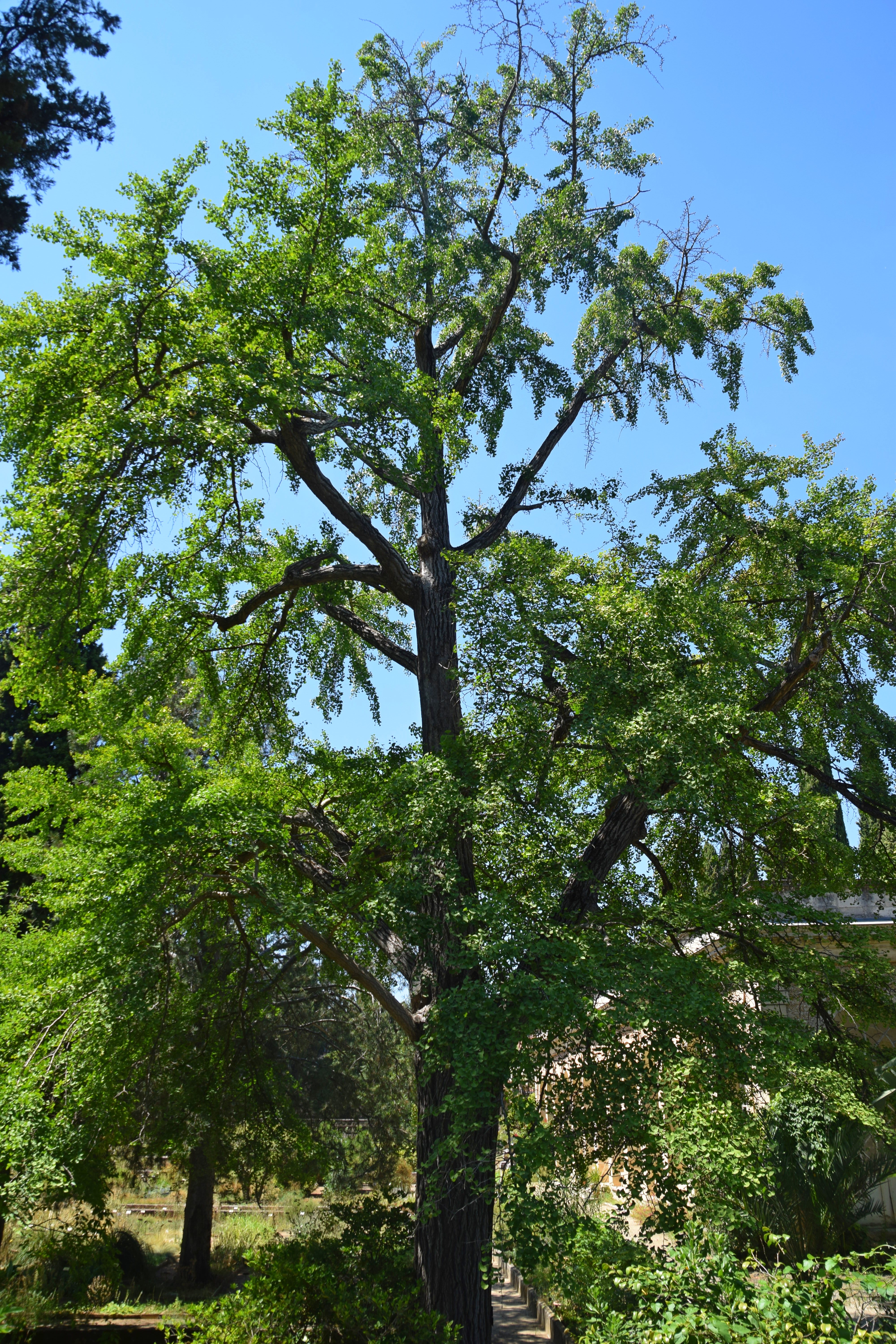 Ginkgo biloba in Jardin des plantes de Montpellier