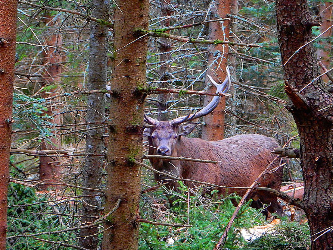 Cerf margeride