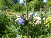 florinum,plantes médicinales,eaux florales,hydrolats,plouguerneau,finistère,bretagne 8