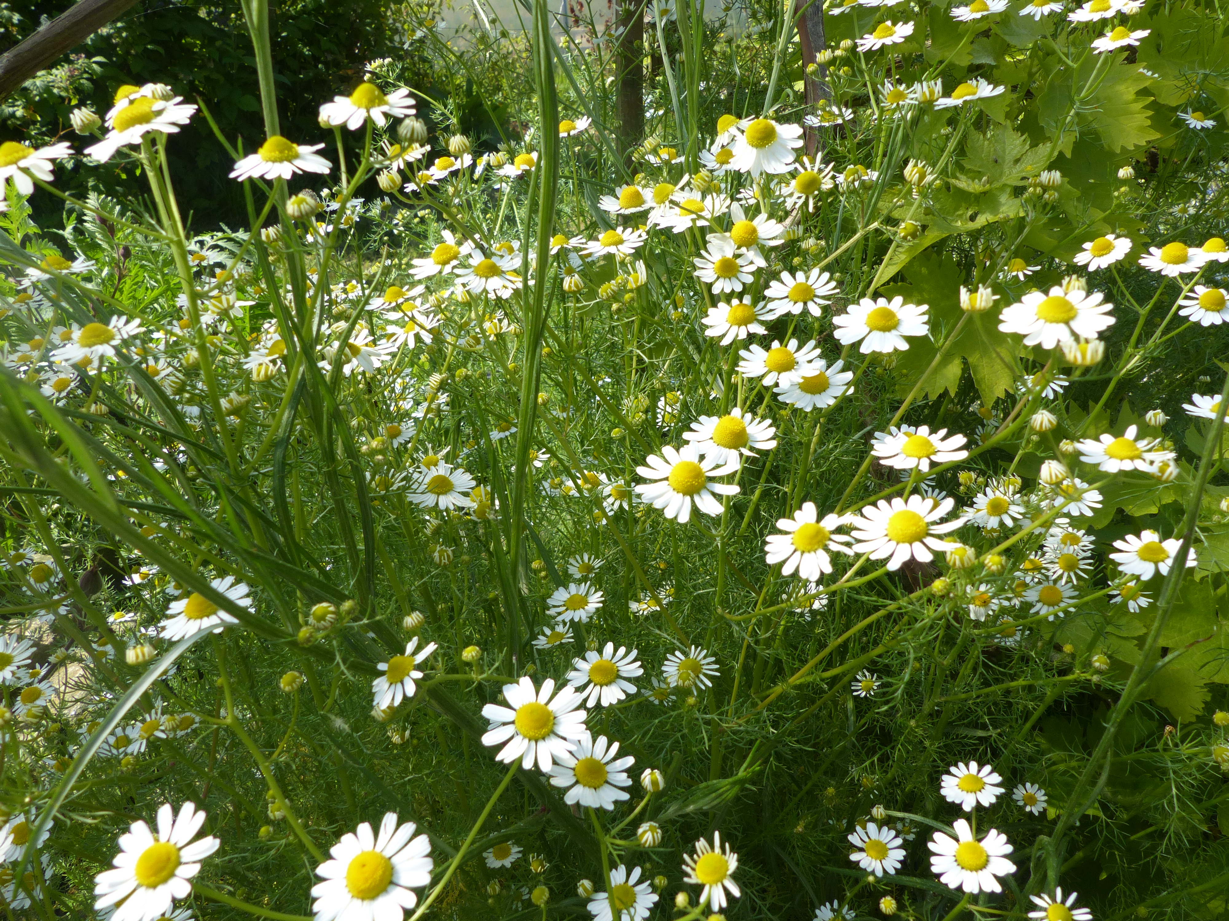 florinum,plantes médicinales,eaux florales,hydrolats,plouguerneau,finistère,bretagne 2