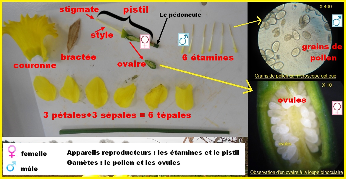 Les differentes parties de la jonquillet