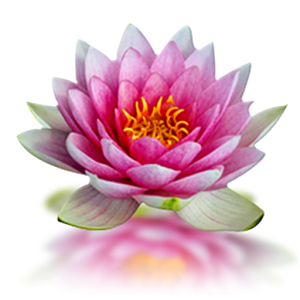 Lotus 10