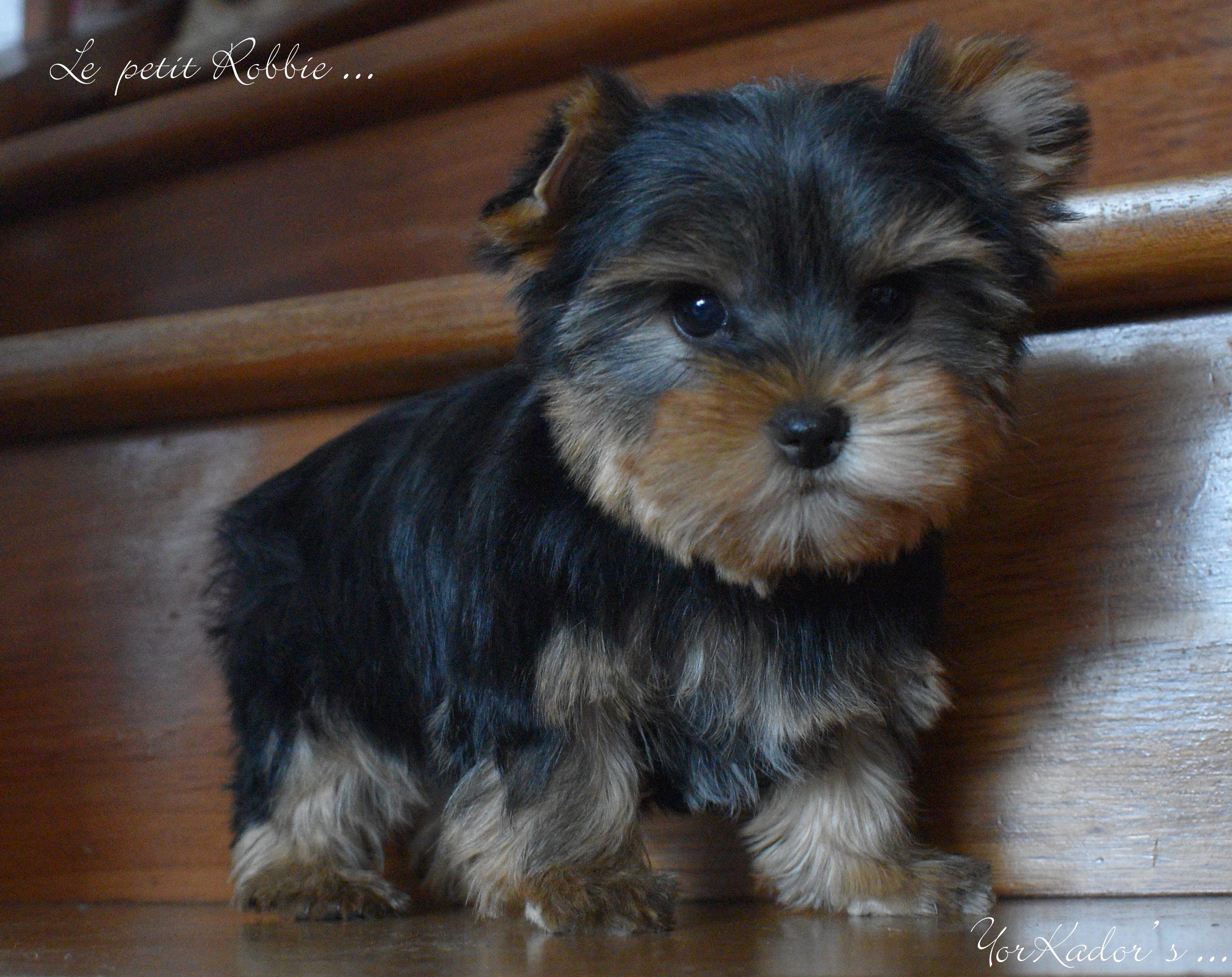 Petit robbie