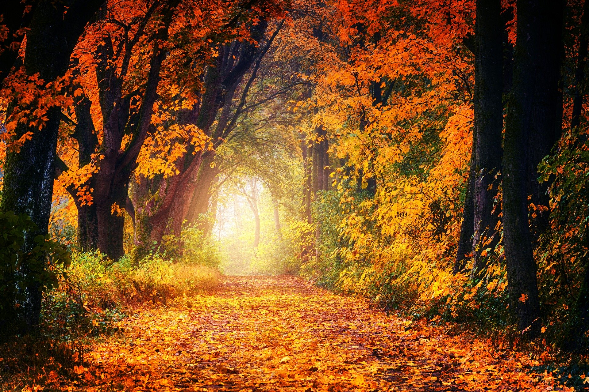 Autumn 3186876 1920