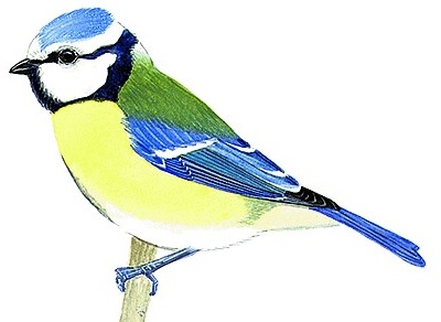 Mesange bleue
