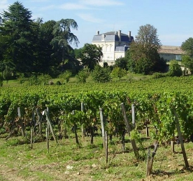 Vignes et chateau carre