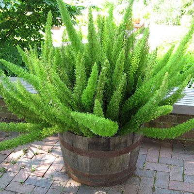 Asparagus meyerii