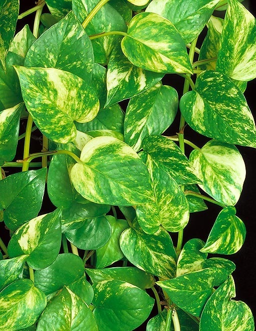 Pothos