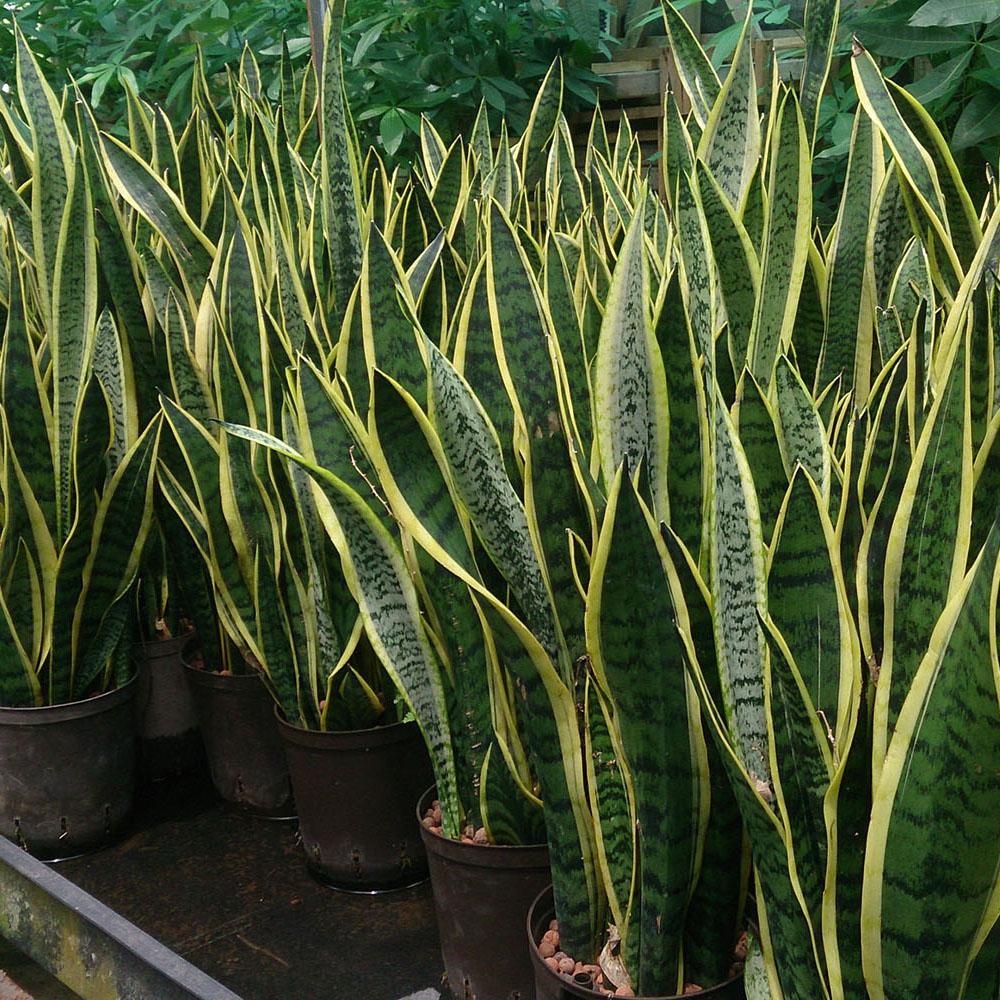 Sansevieria 1 