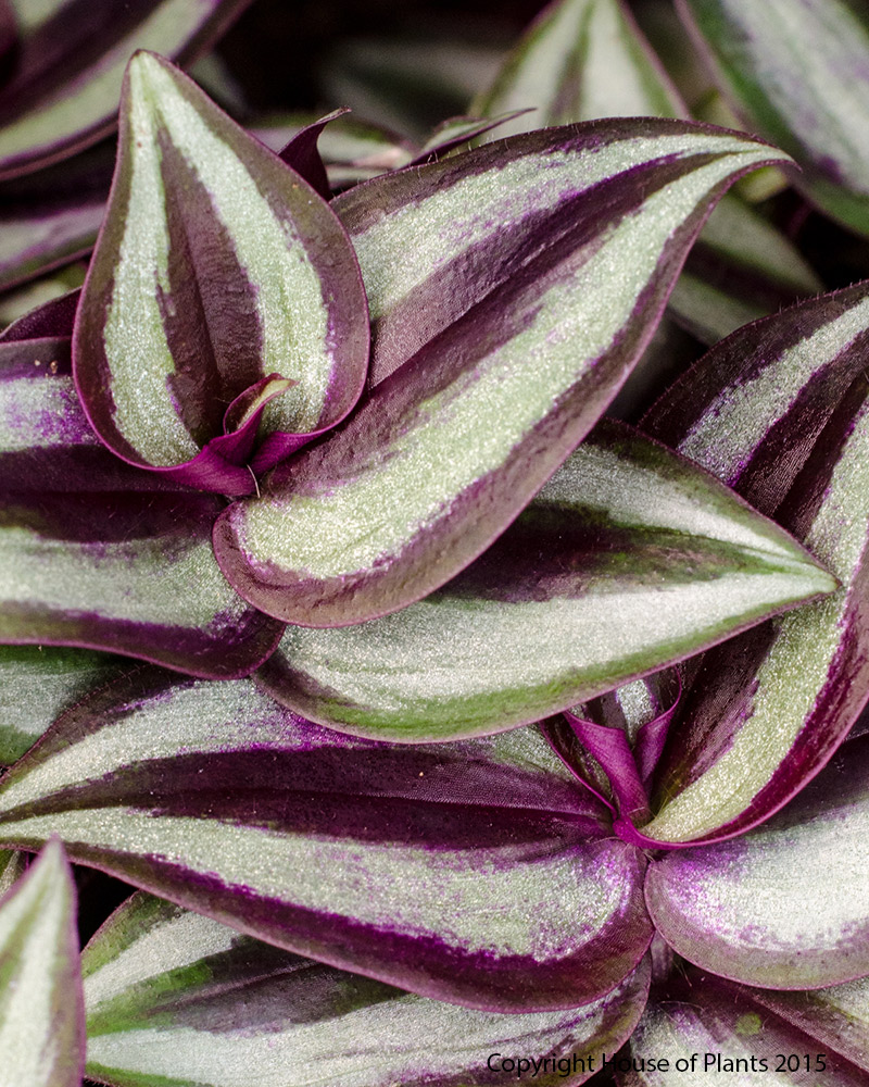 Tradescantialeaf