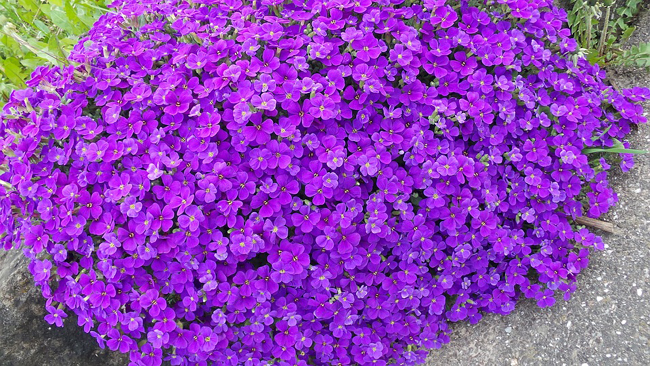 Aubretia 185016