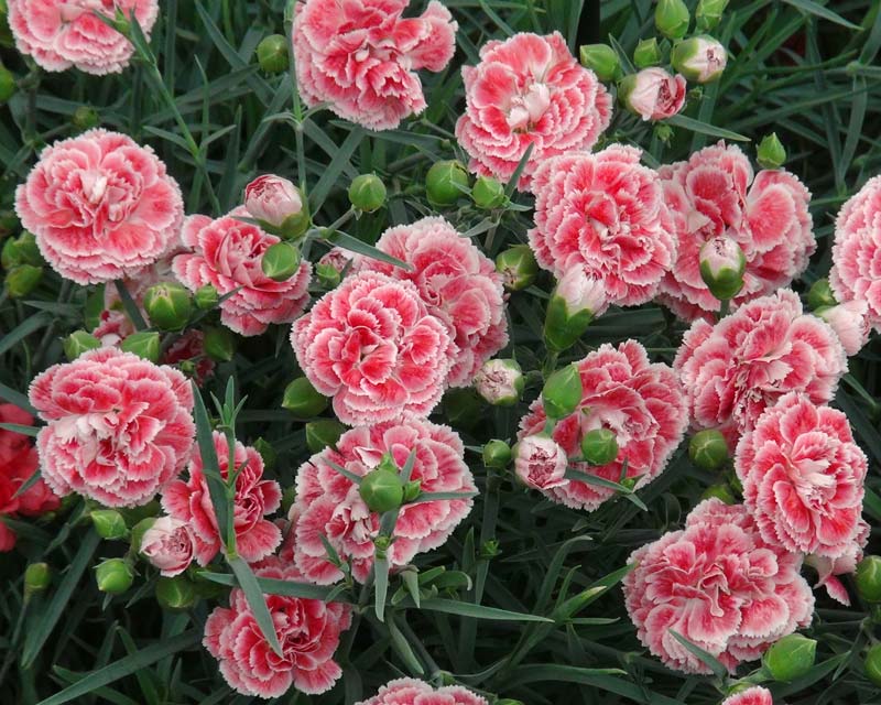 Dianthus plumarius coral reef