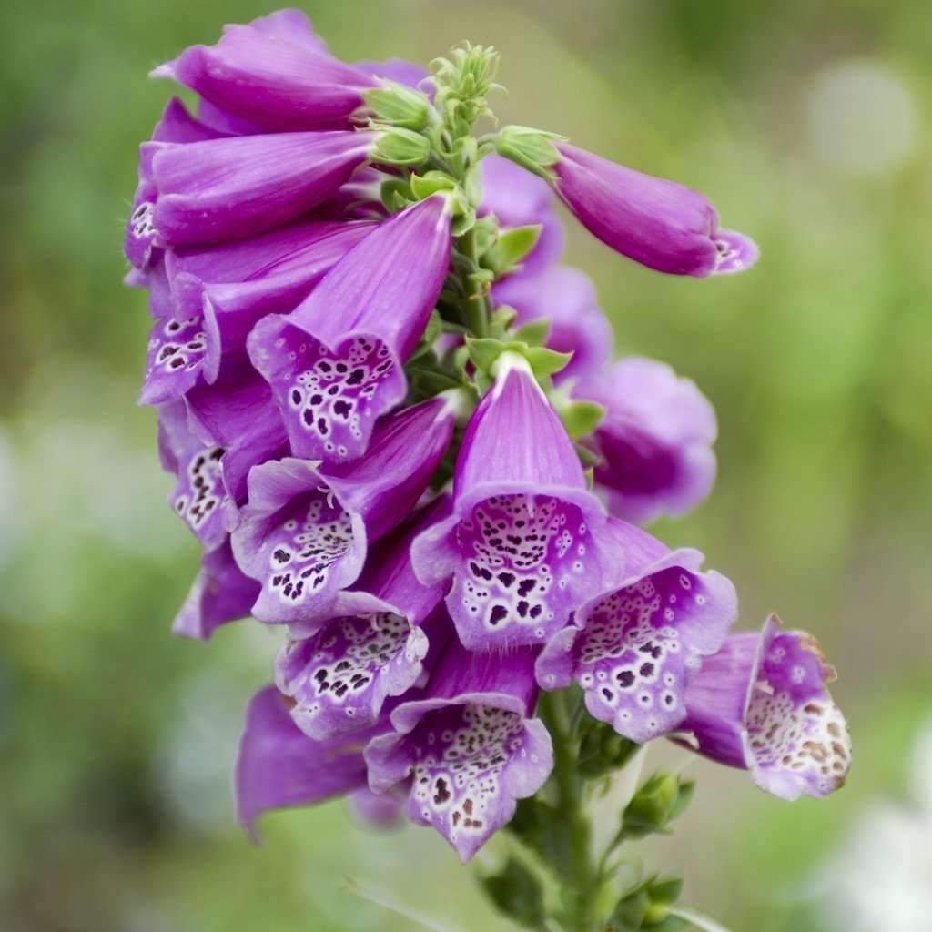 Digitalis purpurea seeds amkha seed 583