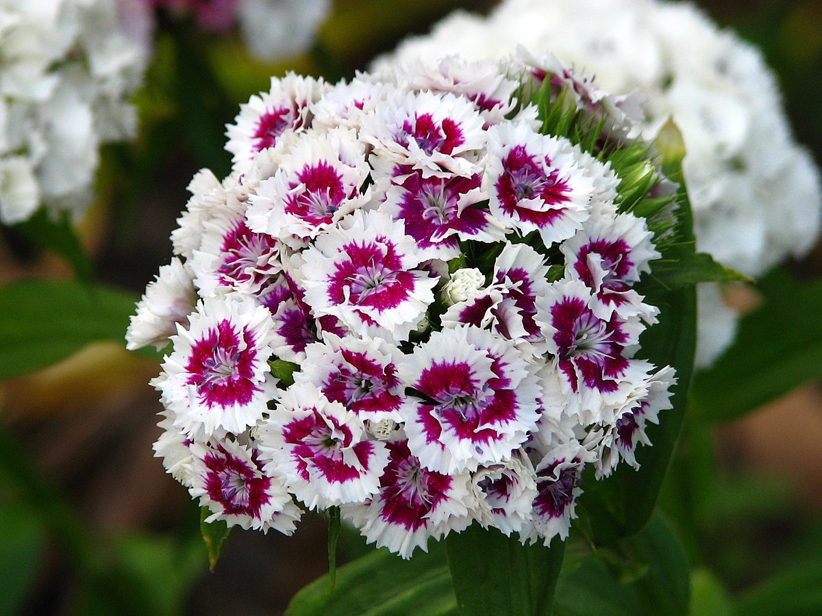 Dianthus barbatus flowers 01