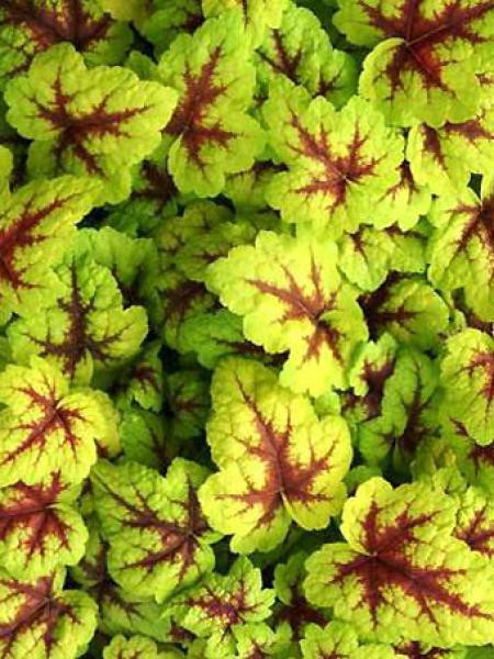 Heucherella stoplight 