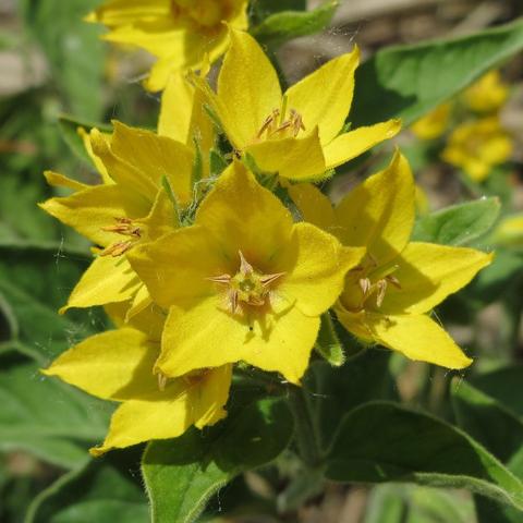 Lysimachia