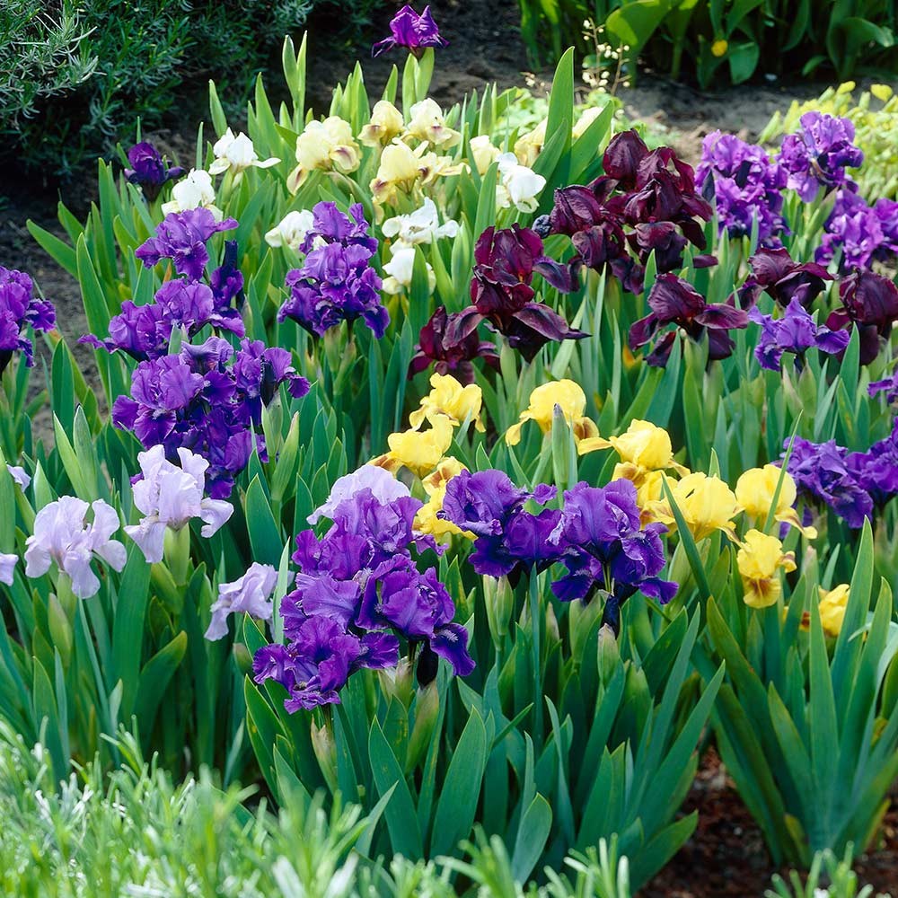 Iris