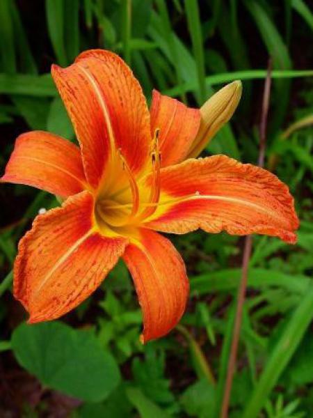 Lis d un jour hemerocalle fulva