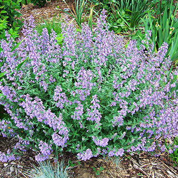 Nepeta mussini