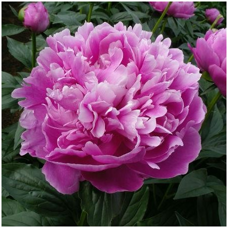 Pivoine 1