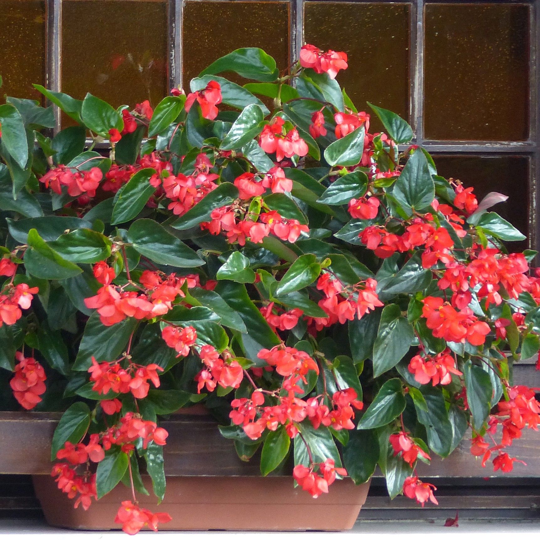 Begonia dragon wing rose