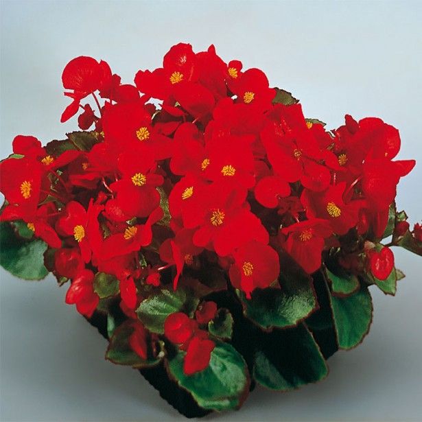Begonia semperflorens super olympia rouge 82052 1