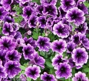 Blue vein litteltunia