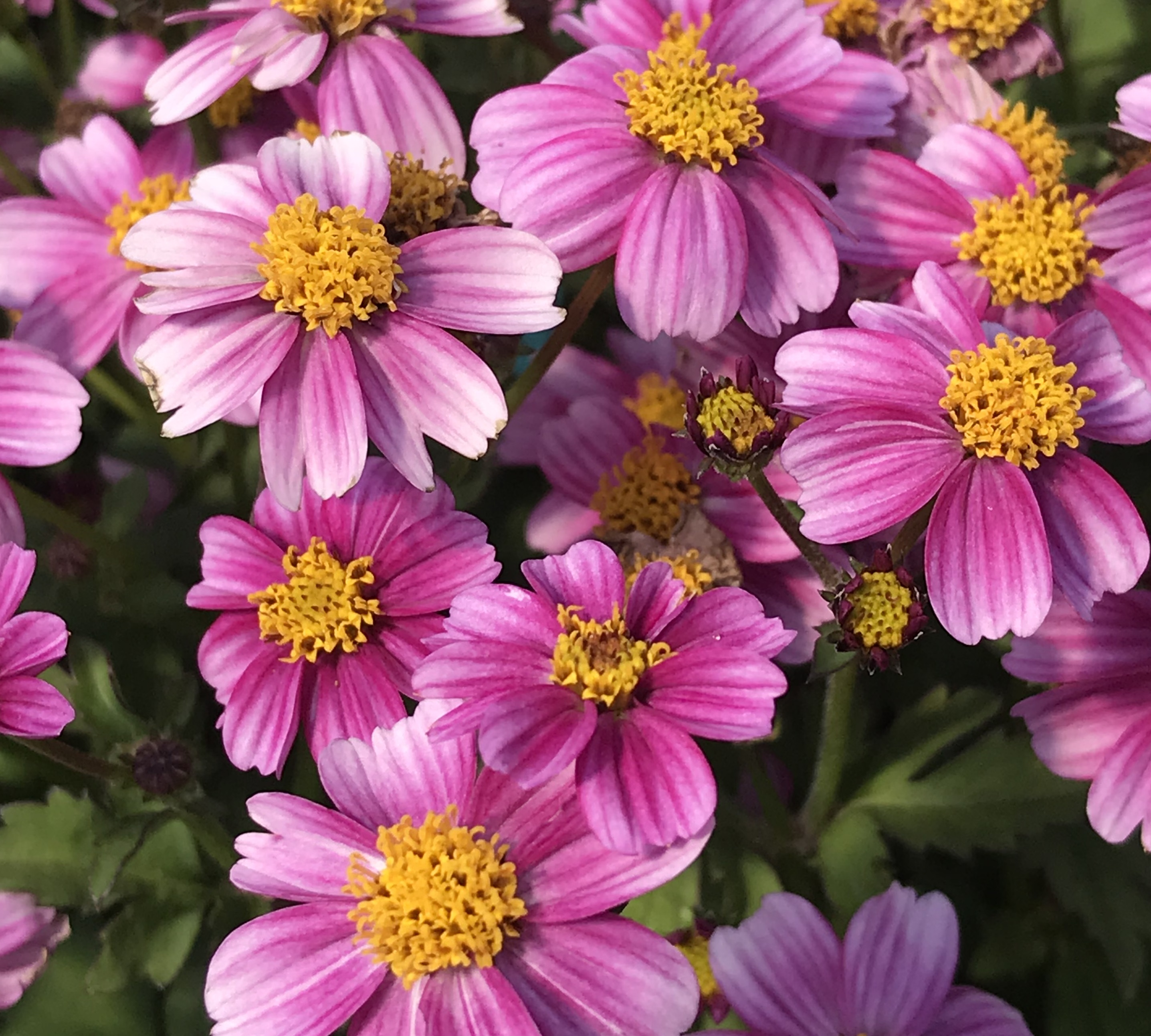 Bidens pretty in pink flowers cs