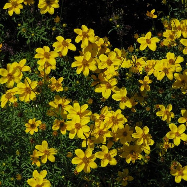 Bidens yellow charm 82059 1