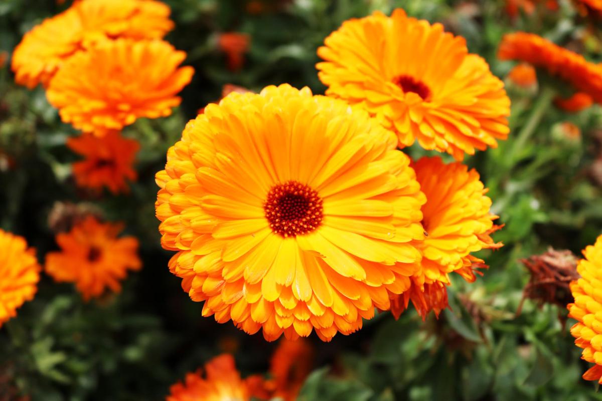 Calendula plant calendula officinalis zoom