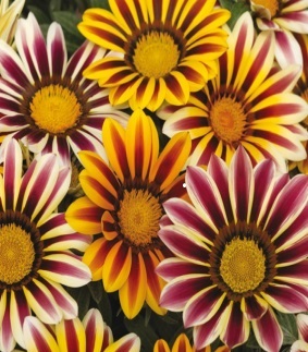 Gazania