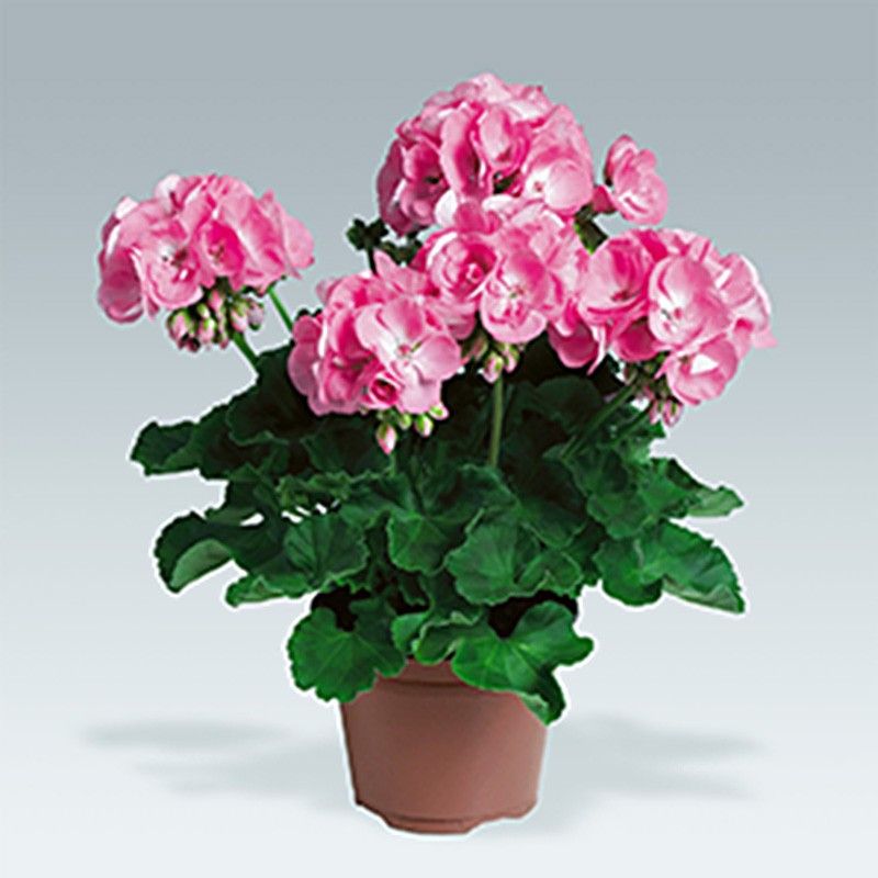 Geranium rose candy