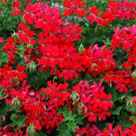Geranium balcon rouge
