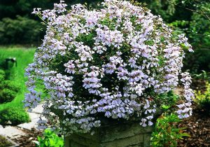 Geranium roi du balcon imperial geranium lierre ville de dresden pelargonium peltatum une boule 300x210