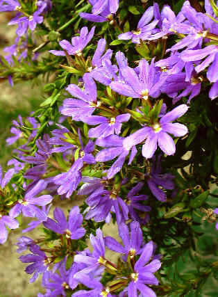 Scaevola1