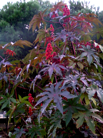 Ricinus