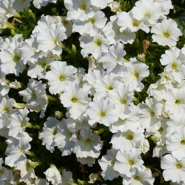 Petunia veranda white 80393 2