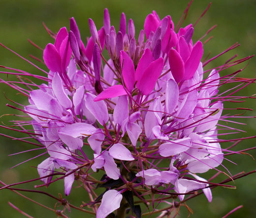 Cleome sparkler