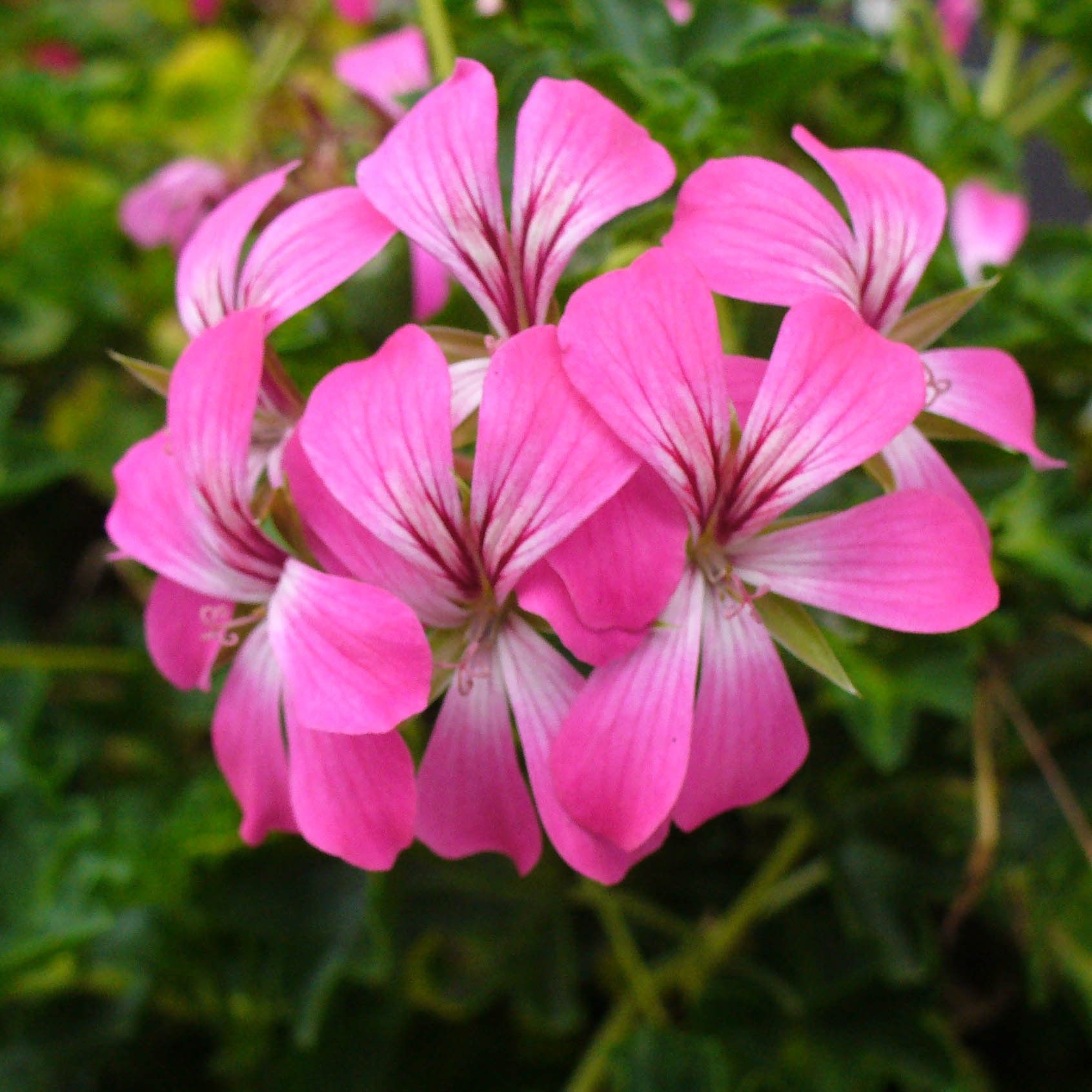 Geranium lierre balcon desrumeaux pelargonium peltatum 82091 1