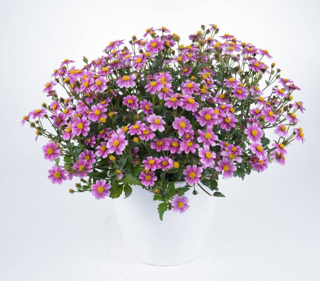 Bidens pretty in pink timeless 1024x900