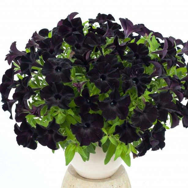 Petunia black ray 80392 1