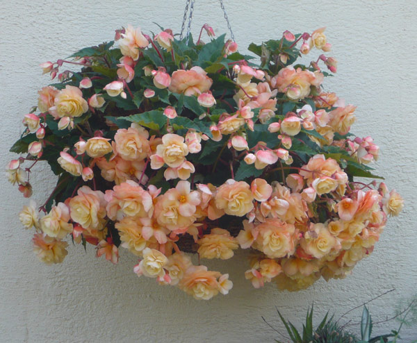 Begonia champagner
