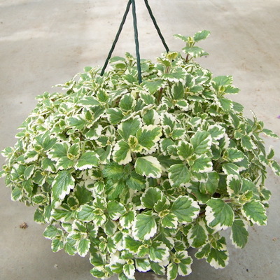 Plectranthus variegata